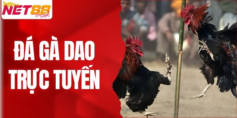 Đá Gà Dao Trực Tuyến - Mãn Nhãn Với Từng Cú Ra Đòn Khốc Liệt