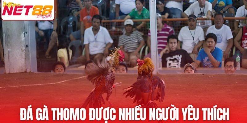 Đá gà Thomo online được nhiều người lựa chọn