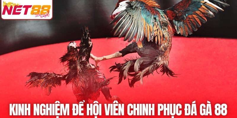 Kinh nghiệm để hội viên chinh phục đá gà 88 