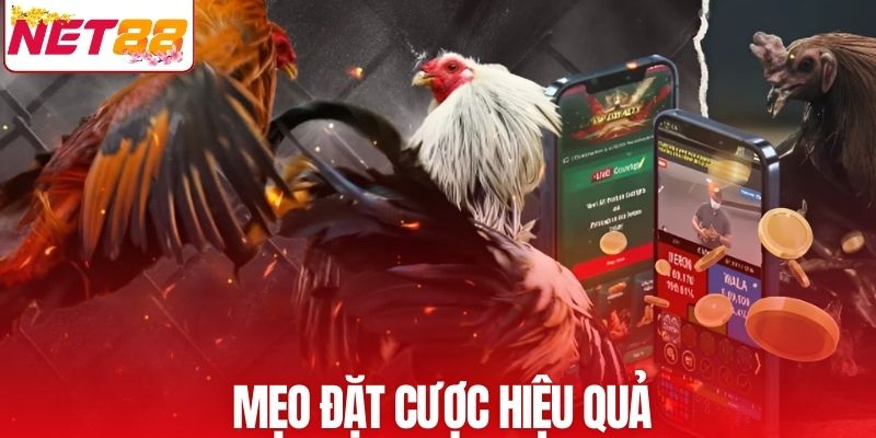 Mẹo đặt cược hiệu quả được chia sẻ từ cao thủ