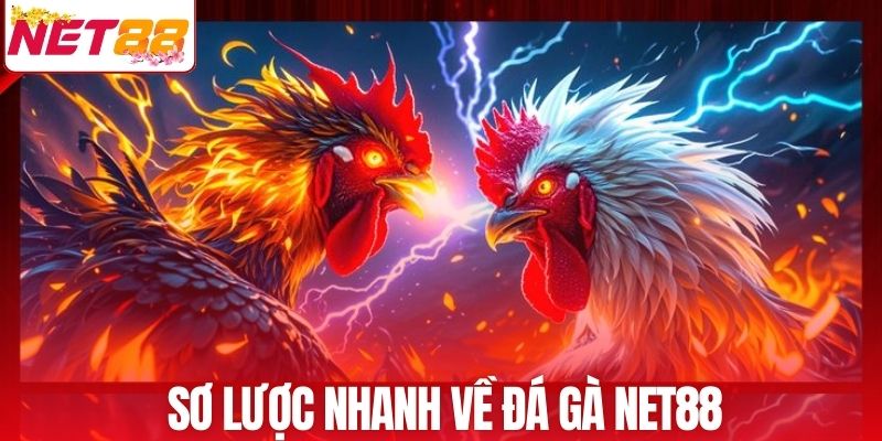 Sơ lược nhanh về đá gà NET88