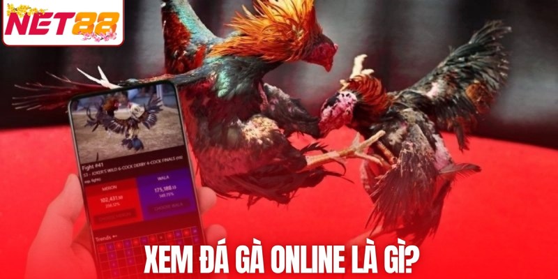 Xem đá gà online được rất nhiều người yêu thích